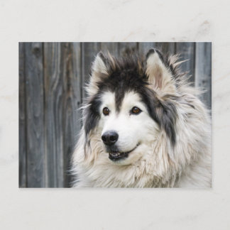Alaskan Malamute Postcard