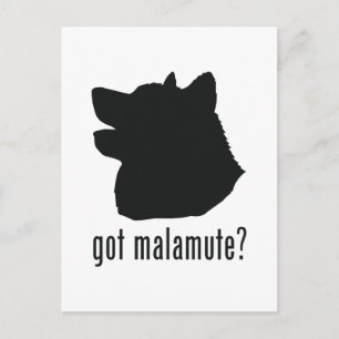 Alaskan Malamute Postcard
