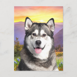 Alaskan Malamute Postcard