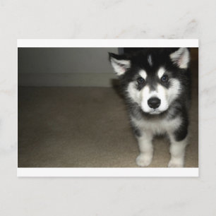 alaskan malamute puppy 3 postcard