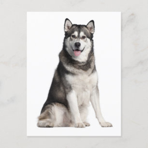 Alaskan Malamute Puppy Dog Postcard