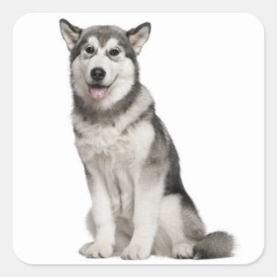 Alaskan Malamute Puppy Dog Sticker / Seal