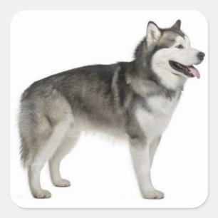 Alaskan Malamute Puppy Dog Sticker / Seal