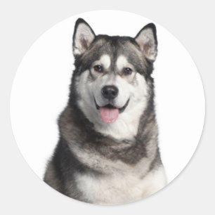 Alaskan Malamute Puppy Dog Sticker / Seal