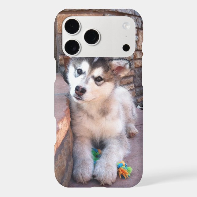 Alaskan Malamute Puppy Head Tilt Photograph (Back)