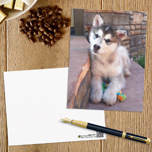 Alaskan Malamute Puppy Head Tilt Photograph Postcard
