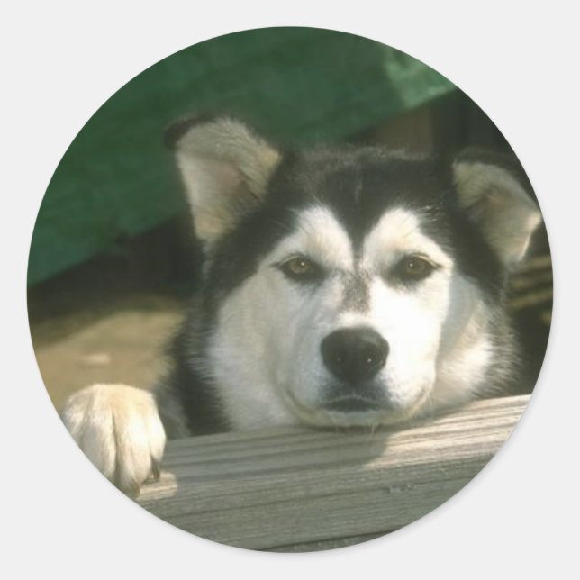 Alaskan Malamute Sticker (Front)