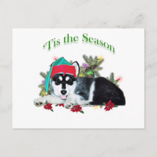 Alaskan Malamute ‘Tis Postcard