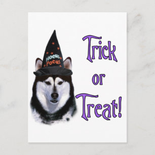 Alaskan Malamute Trick Postcard