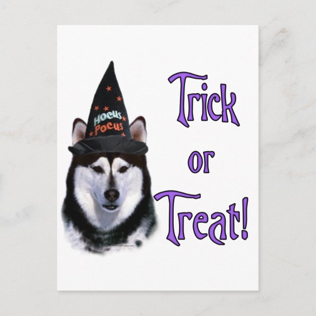 Alaskan Malamute Trick Postcard (Front)