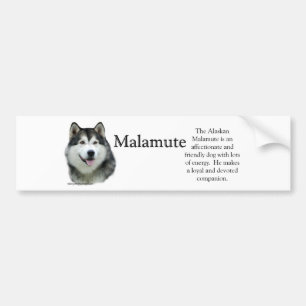 Alaskan Malamute Trivia Bumper Sticker