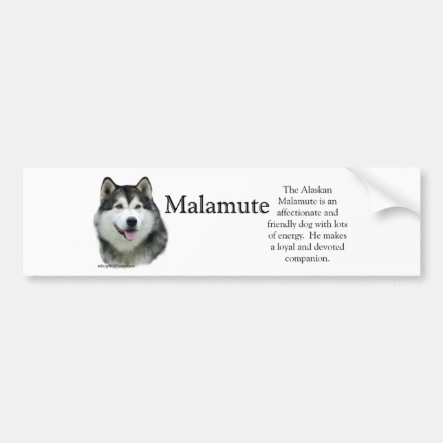 Alaskan Malamute Trivia Bumper Sticker (Front)