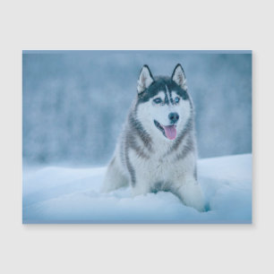 Alaskan Malamute walking on snow field