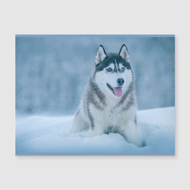 Alaskan Malamute walking on snow field (Front)