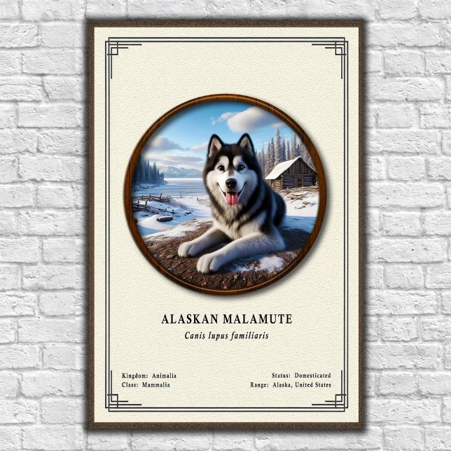 Alaskan Malamute Zoology Series Poster (Creator Uploaded)