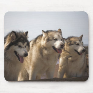 Alaskan Malamutes Mouse mats. Pad
