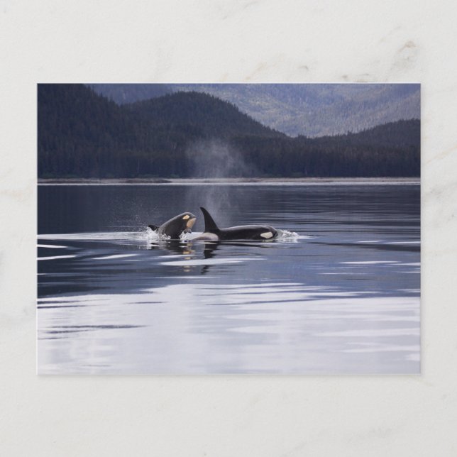 Alaskan Orcas Swimming Killer Whales Alaska Postcard (Front)