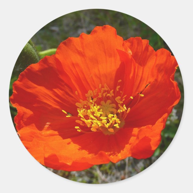Alaskan Red Poppy Colourful Flower Classic Round Sticker (Front)
