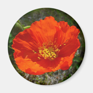 Alaskan Red Poppy Colourful Flower Magnet