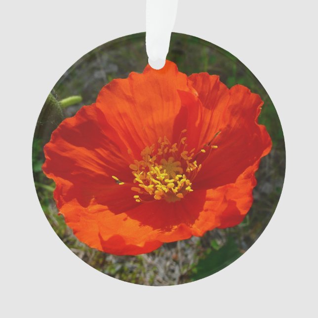 Alaskan Red Poppy Colourful Flower Ornament (Front)