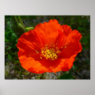 Alaskan Red Poppy Colourful Flower Poster