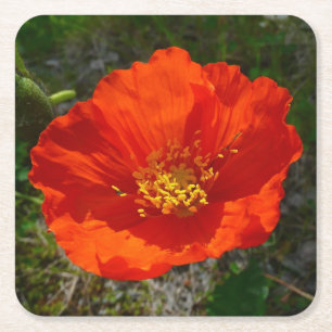 Alaskan Red Poppy Colourful Flower Square Paper Coaster
