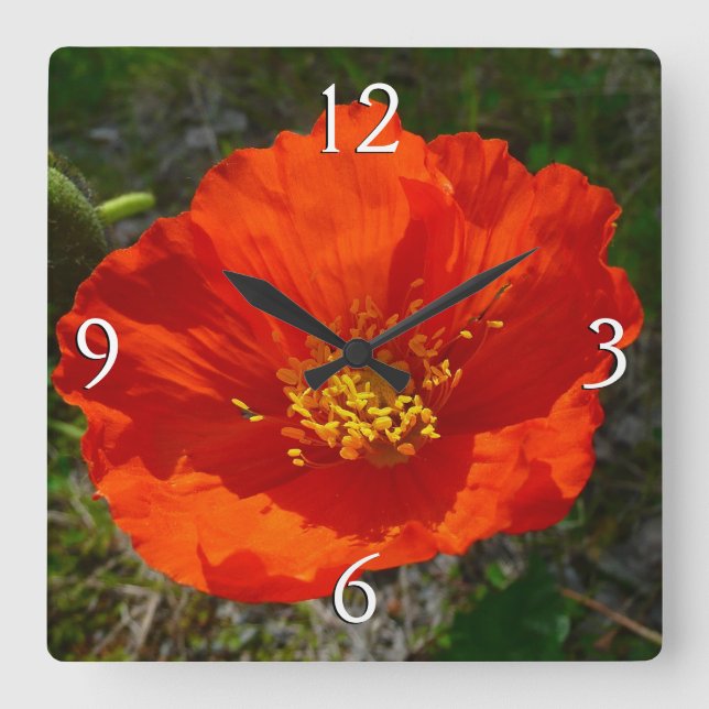 Alaskan Red Poppy Colourful Flower Square Wall Clock (Front)