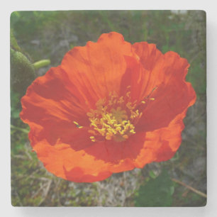 Alaskan Red Poppy Colourful Flower Stone Coaster