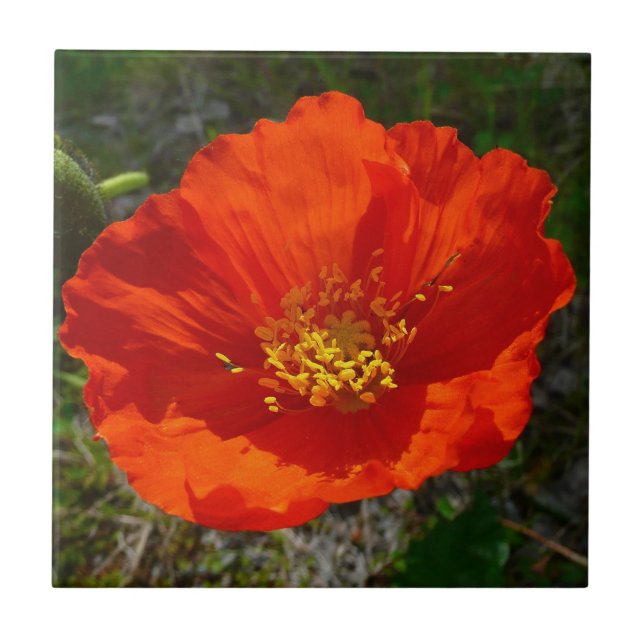 Alaskan Red Poppy Colourful Flower Tile (Front)