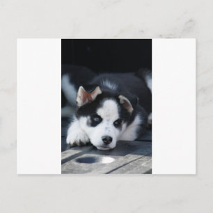 Alaskan Siberian Lop Eared Husky Sled Dog Puppy Postcard