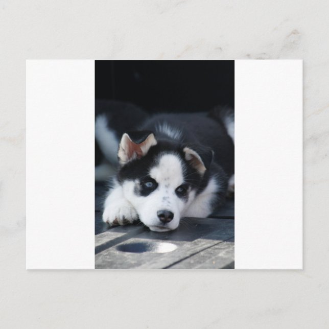 Alaskan Siberian Lop Eared Husky Sled Dog Puppy Postcard (Front)
