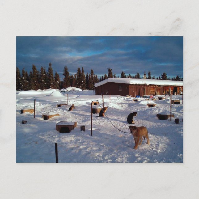 Alaskan Sled Dogs Postcard (Front)