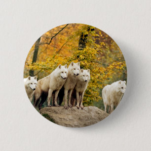 Alaskan White Wolves in the forest 6 Cm Round Badge
