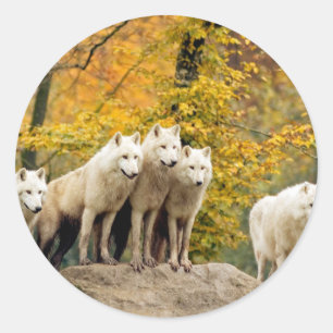 Alaskan White Wolves in the forest Classic Round Sticker