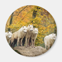 Alaskan White Wolves in the forest