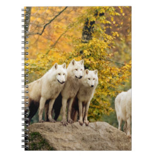 Alaskan White Wolves in the forest Notebook