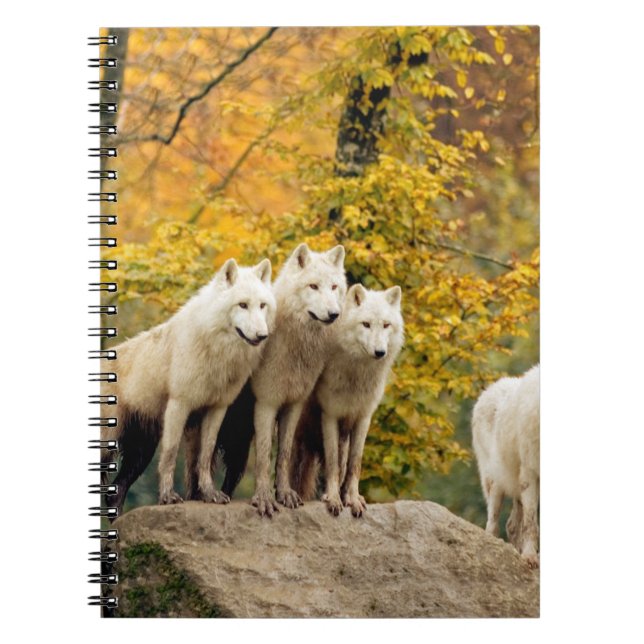 Alaskan White Wolves in the forest Notebook (Front)