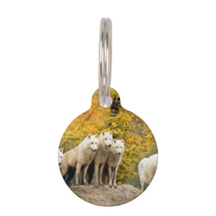 Alaskan White Wolves in the forest Pet Tag