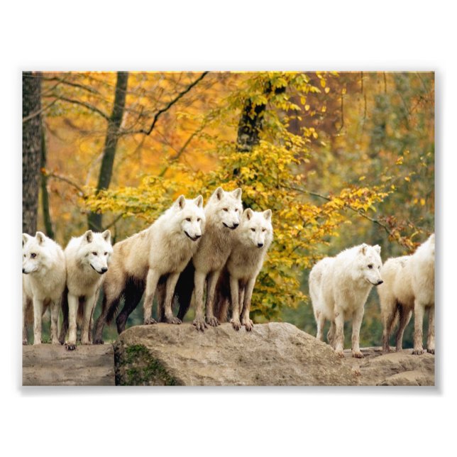 Alaskan White Wolves in the forest Photo Print (Front)