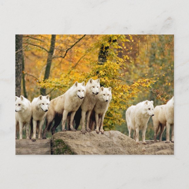 Alaskan White Wolves in the forest Postcard (Front)