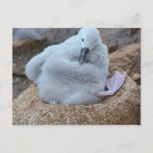 Albatross Chick Postcard