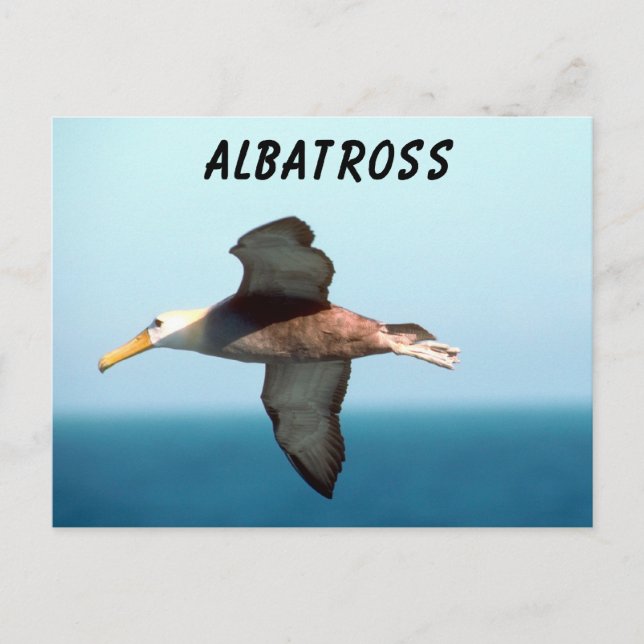Albatross Flying Postcard (Front)
