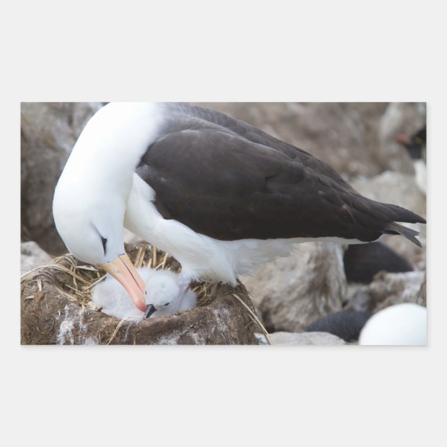 Albatross with a chick rectangular sticker (Front)