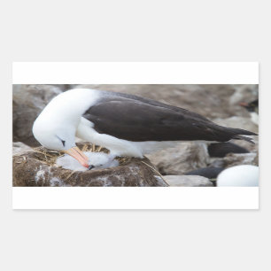 Albatross with a chick rectangular sticker