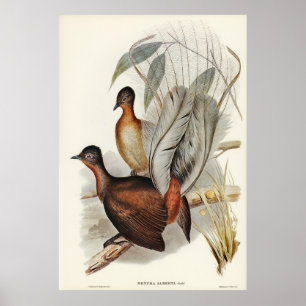 Albert Lyre-Bird (Menura Alberti) illustrated by E Poster