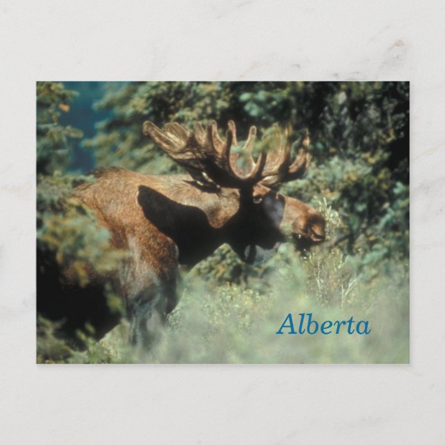 Alberta bull moose postcard (Front)