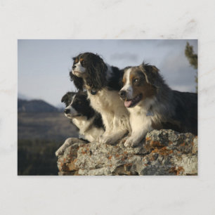 Alberta, Canada 2 Postcard