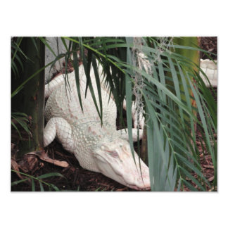 Albino Alligator Photo Print