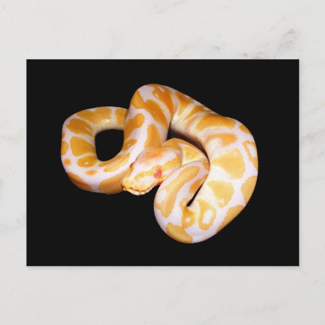 Albino Ball Python Postcard (Front)