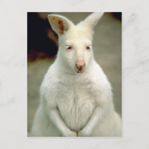 Albino Bennet's Wallaby Postcard